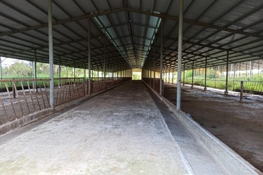 Người dân "ngã ngửa" trước sự "biến hóa" của dự án nuôi bò 2.600 tỷ đồng