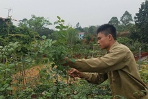 Bỏ việc ở Hà Nội, 8X Phú Thọ về quê trồng vườn hoa hồng "khủng"