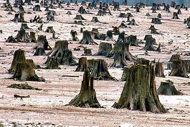 Hình ảnh thiên nhiên than khóc, xin con người cứu lấy trái đất