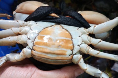 Giá cua đặc sản Cà Mau đạt mức kỷ lục dịp sát Tết