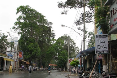 Dân bức xúc đòi “tiêu diệt”... cây hoa sữa