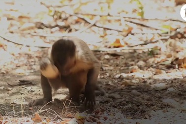 Khỉ mũ ở Braxin vô tình tạo ra các công cụ bằng đá giống với công cụ của người cổ đại