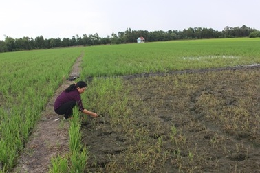 Vụ lúa chết non ở Tiền Giang: Công ty phân bón hỗ trợ nông dân 22 triệu đồng/ha