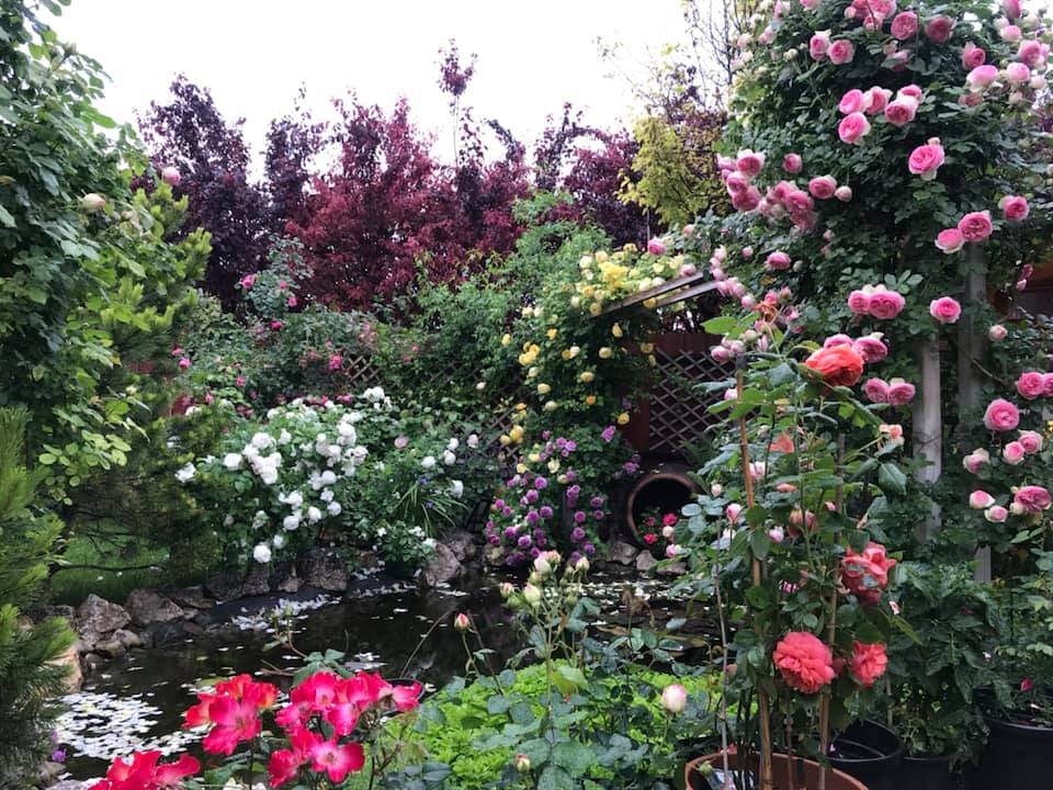 Ngôi nhà phủ kín hoa hồng đẹp không rời mắt của nữ Việt kiều ở Hungary - 6 Ngôi nhà phủ kín hoa hồng đẹp không rời mắt của nữ Việt kiều ở Hungary - 6