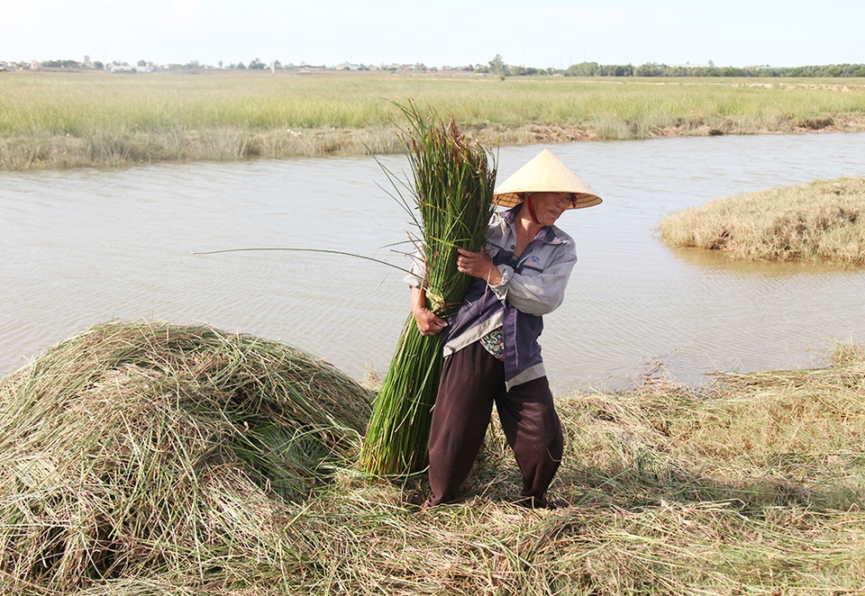 Về ốc đảo Hồng Lam giữa mùa thu hoạch cói - 2 Về ốc đảo Hồng Lam giữa mùa thu hoạch cói - 2