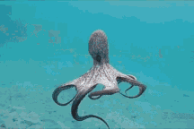 3 trái tim và máu xanh: Bí quyết sinh tồn kỳ lạ của bạch tuộc