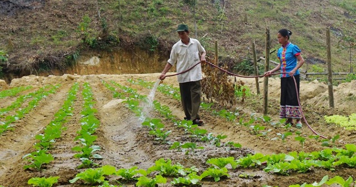 Chuyện trồng rau thoát nghèo nơi người dân… không quen ăn rau | Báo Dân trí