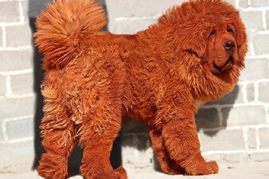 Con chó trị giá hơn 30 tỷ đồng