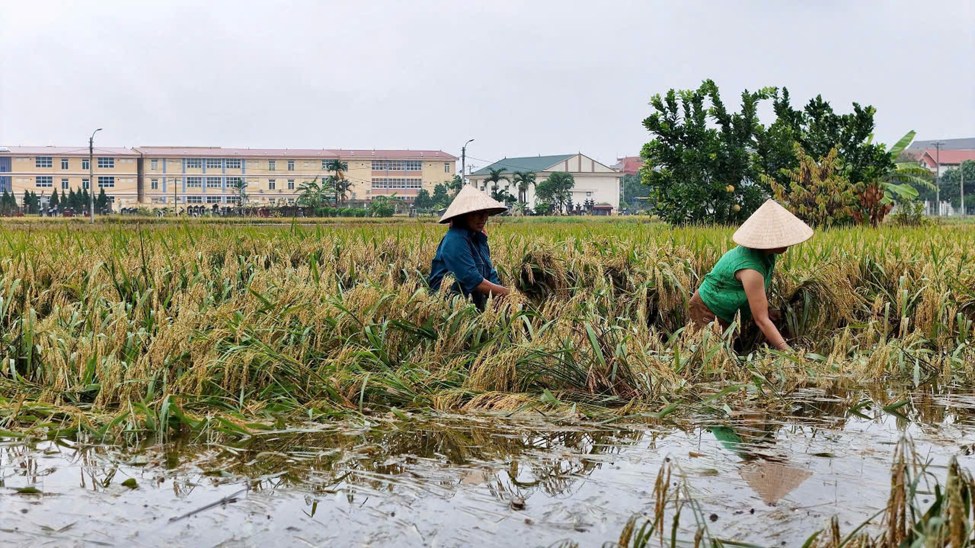 Người dân Hà Nội mót từng cọng lúa chìm trong nước, nhiều nhà mất trắng - 9 Người dân Hà Nội mót từng cọng lúa chìm trong nước, nhiều nhà mất trắng - 9