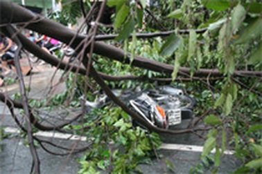 Kẹt xe vì cành cây ngã ngang đường