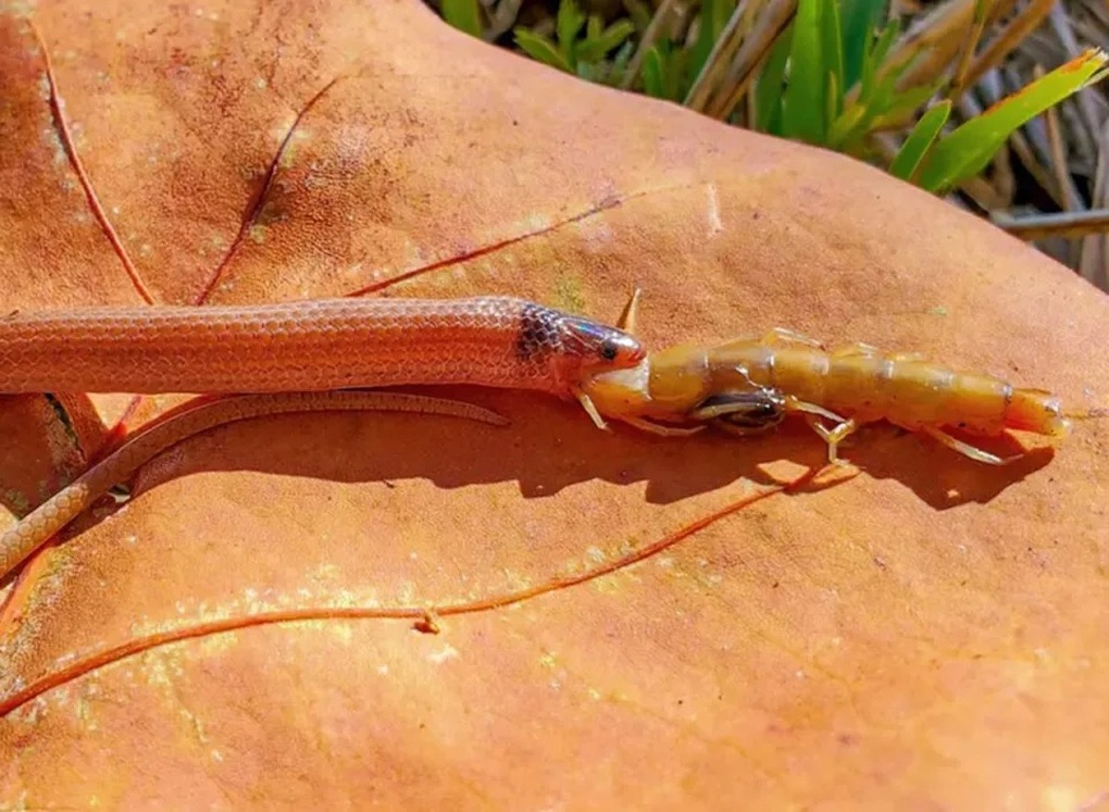 Rắn nằm trong nhóm nguy cơ tuyệt chủng, chết thảm vì nuốt rết độc khổng lồ - 1