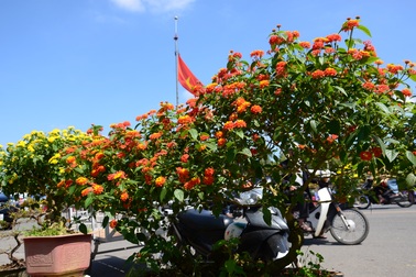 Hoa của núi rừng xuống phố khoe sắc đón Xuân