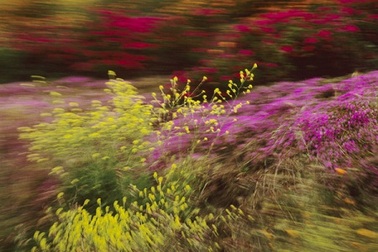 Những sắc màu diệu kỳ của tạo hóa