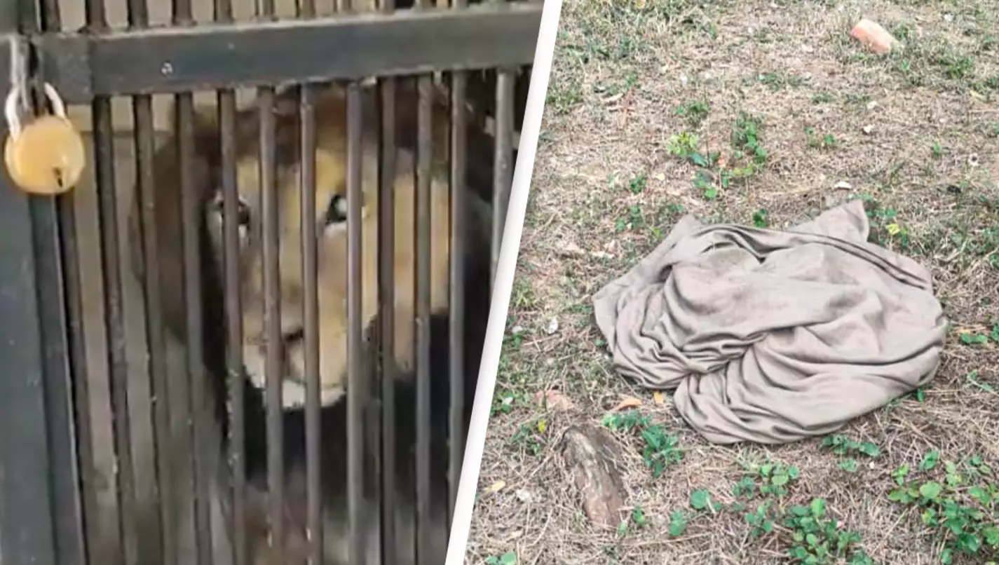 Con sư tử Dongalpur bị nhốt trong lồng sau khi cắn chết người và hiện trường của vụ việc (Ảnh: Twitter).