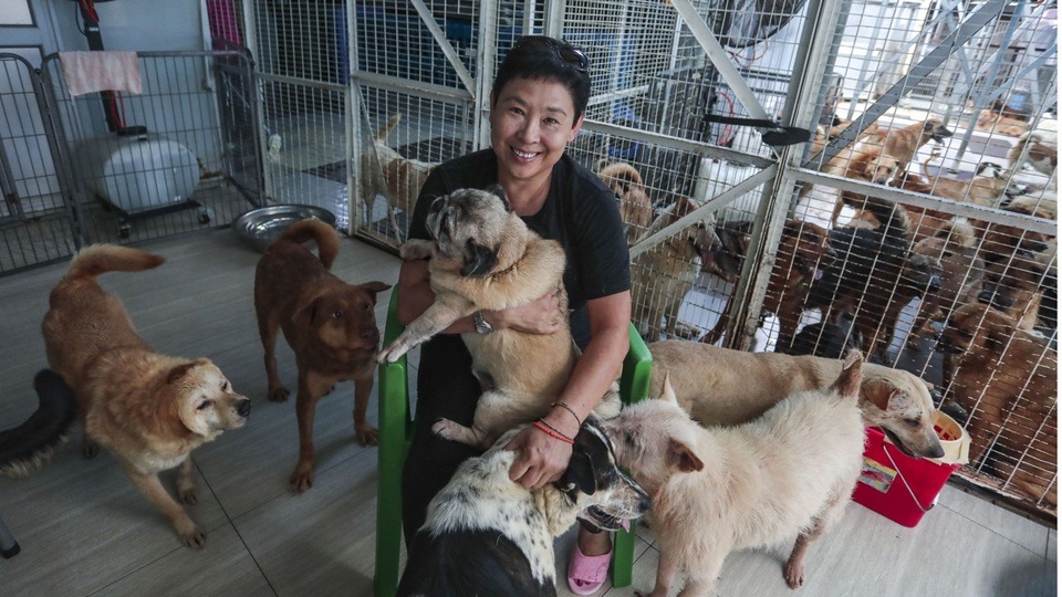 Bà cụ 60 tuổi bán 2 căn nhà, vay ngân hàng để cứu... chó hoang - 2 Bà cụ 60 tuổi bán 2 căn nhà, vay ngân hàng để cứu... chó hoang - 2