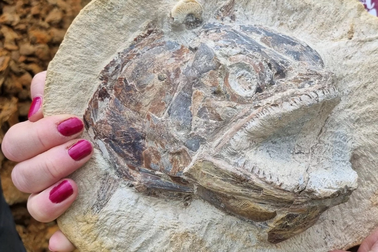 Phát hiện hóa thạch cá kỷ Jura được bảo tồn hoàn hảo