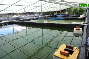 Gác bằng đại học rủ cả làng nuôi cá chạch lấu