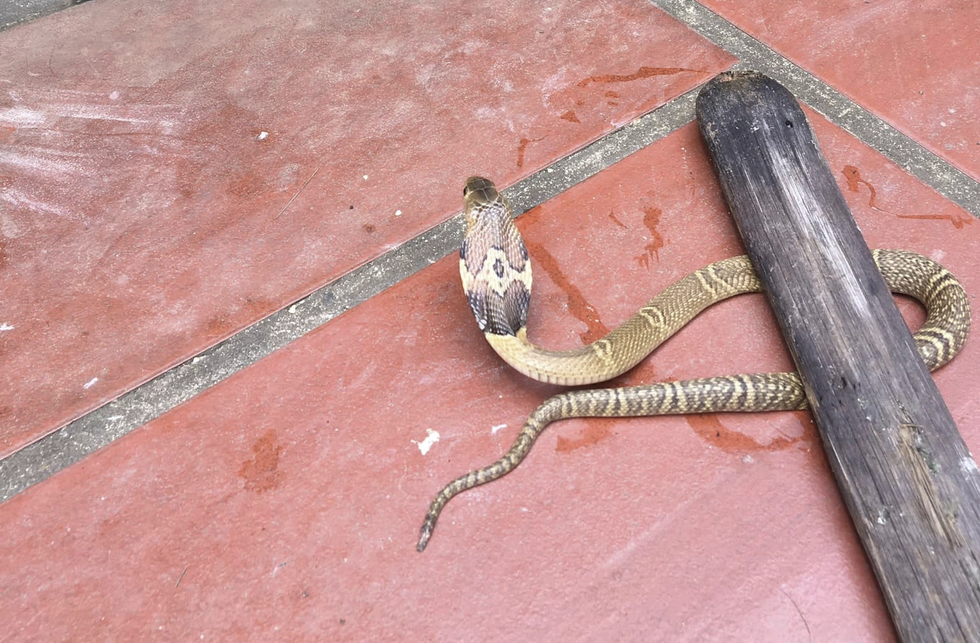 Khoảnh khắc rắn hổ mang cực độc xuất hiện trước cửa nhà tại Quảng Trị - 3 Khoảnh khắc rắn hổ mang cực độc xuất hiện trước cửa nhà tại Quảng Trị - 3