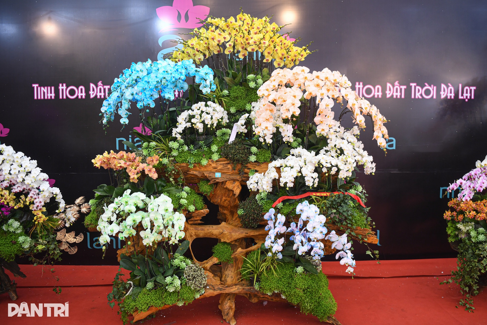 Chậu lan hồ điệp khổng lồ, được hét giá hơn 1,6 tỷ đồng ở Hà Nội - 7