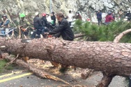 Thông cổ thụ đổ ập, chắn ngang đèo Prenn Đà Lạt
