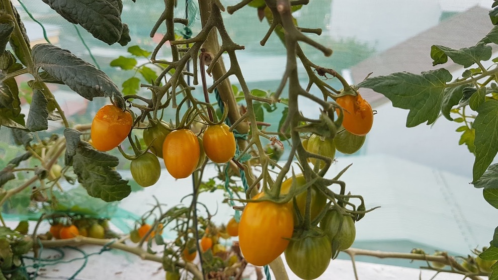 Nhóm bạn rủ nhau làm vườn sân thượng nhiều giống lạ, thu hoạch mỏi tay - 4