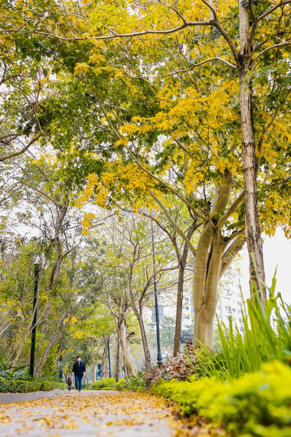 Ấn tượng sắc xuân tại Ciputra Hanoi - 1 Ấn tượng sắc xuân tại Ciputra Hanoi - 1