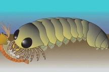 Hóa thạch 500 triệu năm tuổi hé lộ nguồn gốc bất ngờ của loài nhện