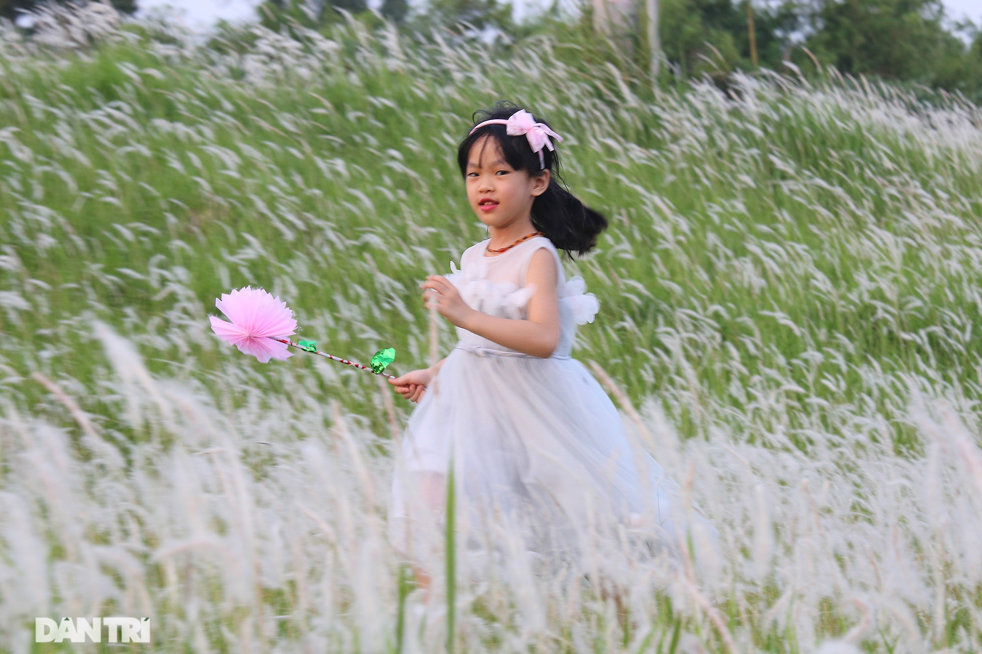 Thiên đường cỏ tranh trắng muốt tại Hà Nội - 4 Thiên đường cỏ tranh trắng muốt tại Hà Nội - 4
