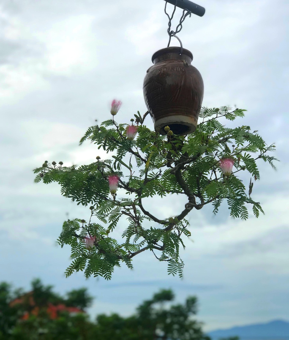 Vườn bonsai ngược trăm triệu đồng trên sân thượng nhà phố ở Quảng Nam - 8 Vườn bonsai ngược trăm triệu đồng trên sân thượng nhà phố ở Quảng Nam - 8