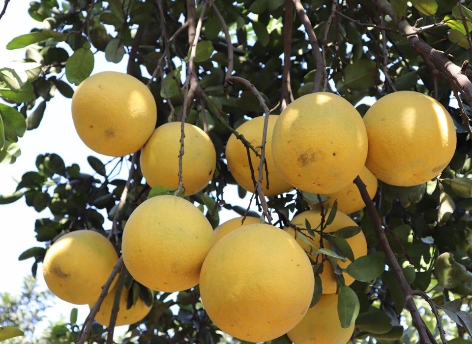 Tỷ phú 15 vạn quả bưởi, cuộc đổi đời anh sinh viên bán kem dạo - 2