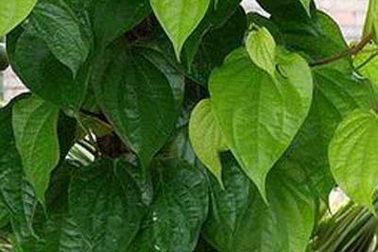 Giàn trầu của mẹ