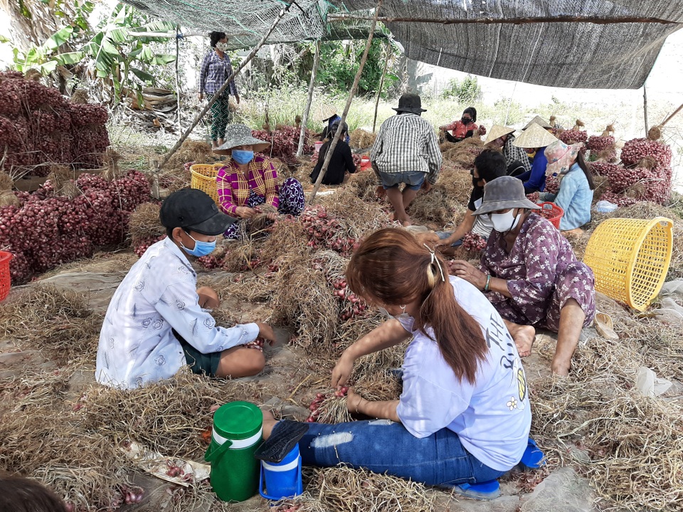 Đặc sản hành tím được trao quyền sử dụng chỉ dẫn địa lý “Vĩnh Châu” - 2 Đặc sản hành tím được trao quyền sử dụng chỉ dẫn địa lý “Vĩnh Châu” - 2