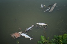 Mỗi ngày hàng trăm kg cá nổi chết trắng ao, nông dân lo "mất" Tết