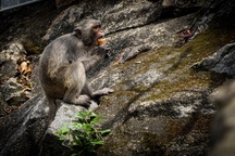 Khỉ ở Sơn Trà từ "chủ nhà" thành "kẻ ăn xin"