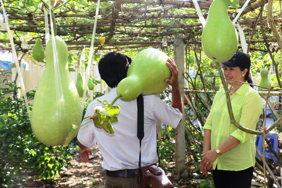 Du khách đổ về chiêm ngưỡng vườn bầu khổng lồ cho trái nặng tới 30kg - 9 Du khách đổ về chiêm ngưỡng vườn bầu khổng lồ cho trái nặng tới 30kg - 9