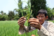 Thương lái giành mua lúa vừa gieo sạ để xuất sang Trung Quốc?