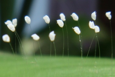 Hoa "3.000 năm mới nở" thực chất là một loại nấm?