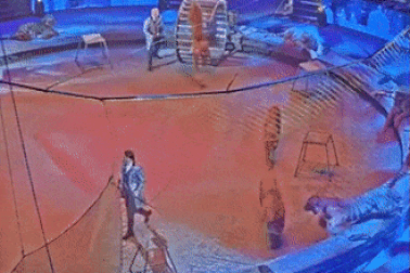 Hổ bất ngờ tấn công sư tử khi đang biểu diễn xiếc