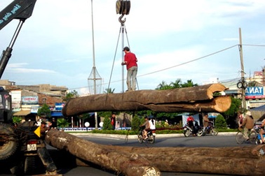 Hoảng loạn vì 4 cây gỗ lớn lao xuống đường