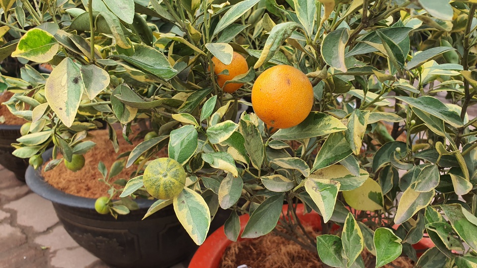 2,5 triệu đồng/cây quất lá phát tài, dân Hà Nội xuýt xoa vì độc, lạ - 7