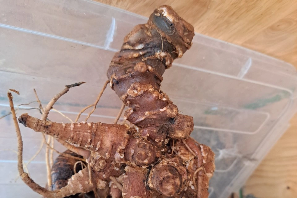 Phát hiện 2kg sâm Ngọc Linh nghi giả ngay tại hội chợ sâm - 1 Phát hiện 2kg sâm Ngọc Linh nghi giả ngay tại hội chợ sâm - 1