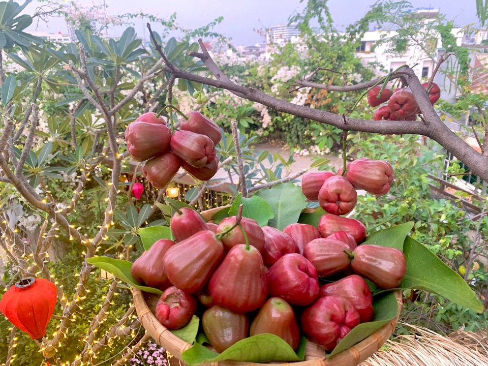 Khu vườn trên không trăm loại rau trái tươi tốt của mẹ đảm Sài Gòn - 6 Khu vườn trên không trăm loại rau trái tươi tốt của mẹ đảm Sài Gòn - 6