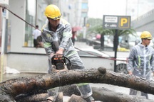 Lực lượng tinh nhuệ TPHCM đội mưa tầm tã dọn dẹp cây xanh tại Hà Nội