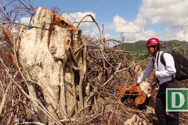 Phú Yên: Mượn dự án rừng Flitch để chặt phá rừng tự nhiên