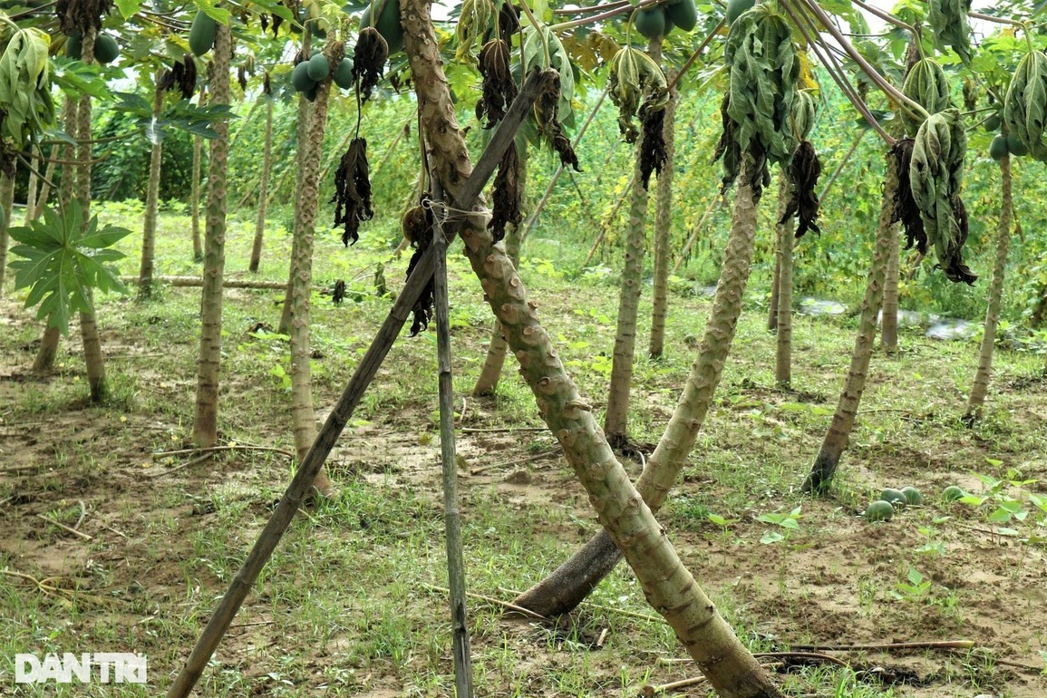 Cận Tết, nông dân điêu đứng khi rau củ úa tàn sau cơn mưa lớn bất thường - 7 Cận Tết, nông dân điêu đứng khi rau củ úa tàn sau cơn mưa lớn bất thường - 7
