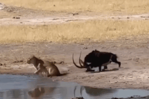 Sư tử đang đi săn phải vội vã bỏ chạy khi gặp con vật này