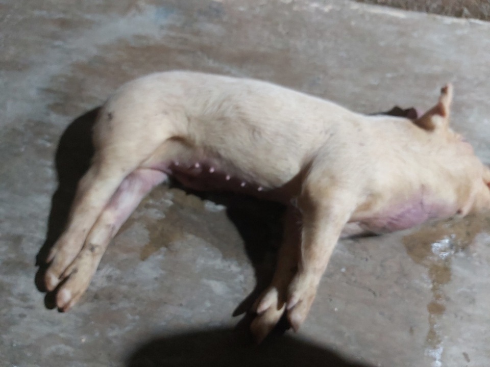 Các trại đồng loạt “tố” lợn giống chết do bị nhiễm bệnh - 8 Các trại đồng loạt “tố” lợn giống chết do bị nhiễm bệnh - 8