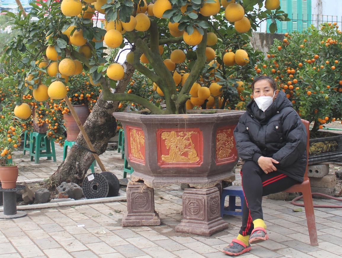 Vì sao đào, quất ế ẩm người bán vẫn cố bám trụ đến giao thừa? - 2 Vì sao đào, quất ế ẩm người bán vẫn cố bám trụ đến giao thừa? - 2