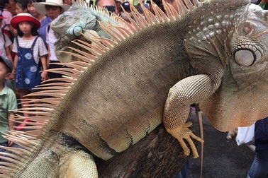 Bỏ trăm triệu mua đại bàng, cự đà làm thú cưng