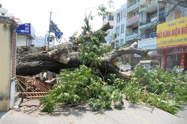 Đổ cây cổ thụ trăm tuổi, người dân kinh hoàng